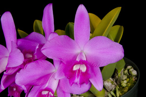 Cattleya sincorana Harald HCC 77 pts